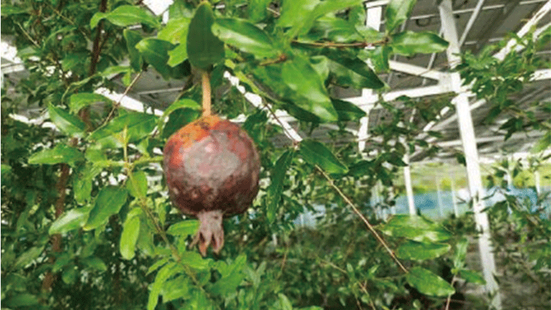 清水工場へ営農型オフサイトPPA導入地域農業と脱炭素を推進！