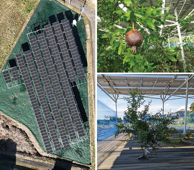 清水工場へ営農型オフサイトPPA導入_画像1